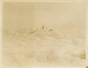 Image of Dog teaming through rough ice